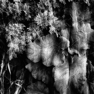 © Dimitris Ouzounis