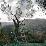 © Dimitris Ouzounis