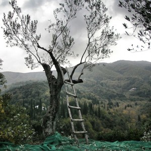 © Dimitris Ouzounis